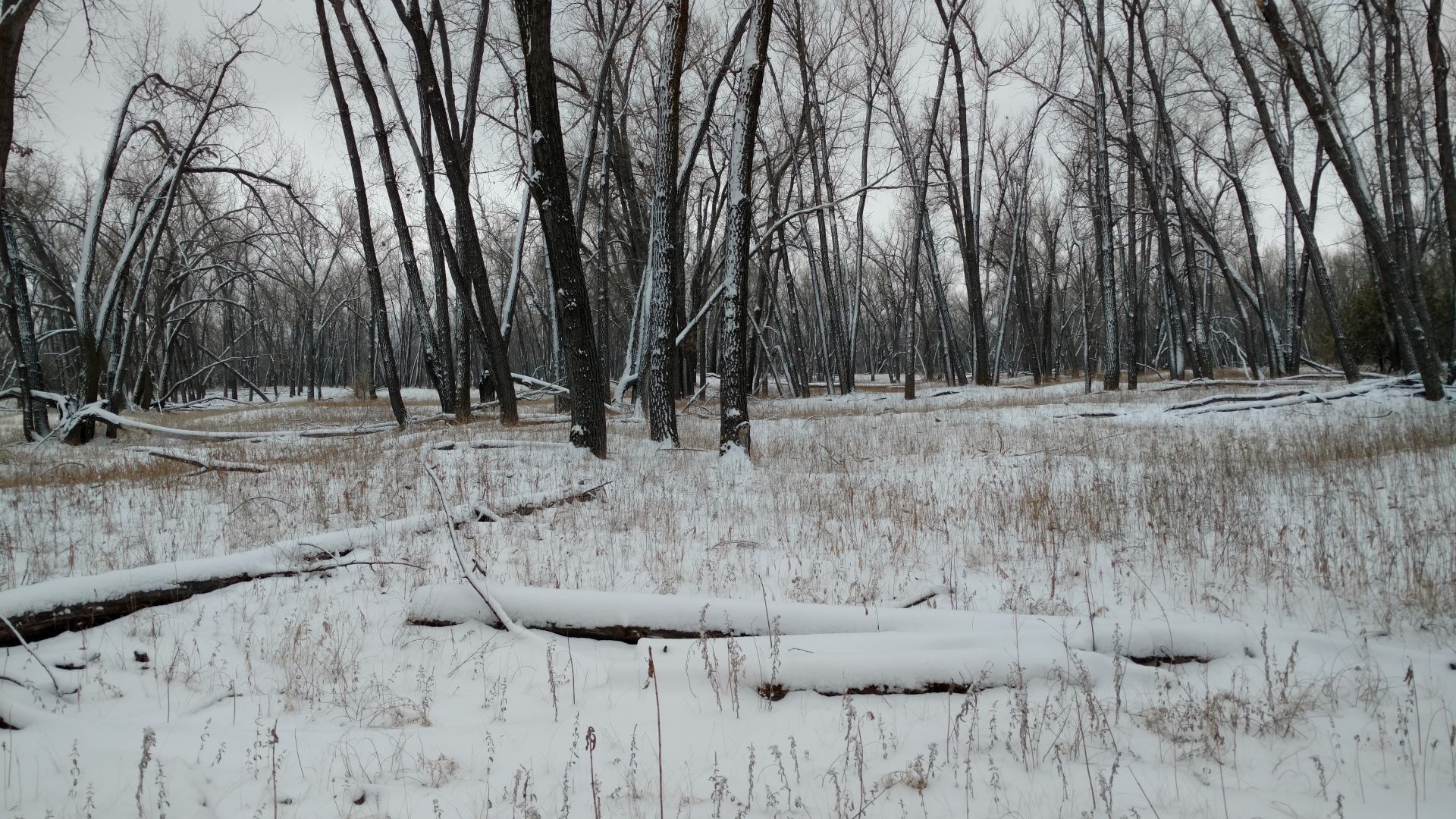 Mother Nature in Black, White and Gold